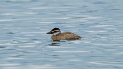 White-headed Duck