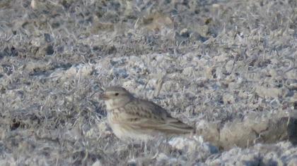 Turkestan Short-toed Lark