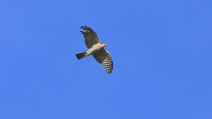 Eurasian Sparrowhawk