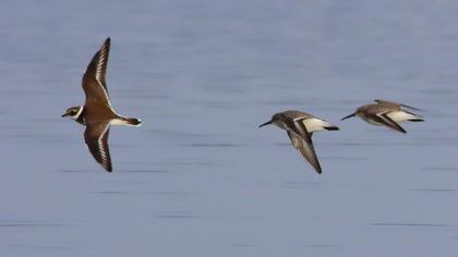 Common Ringed Plover