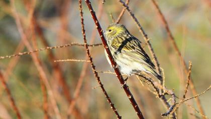 European Serin