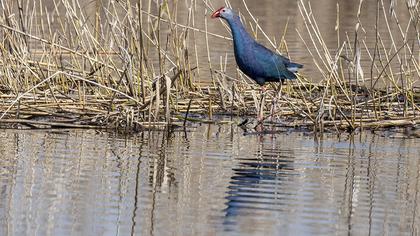 Purple Swamphen
