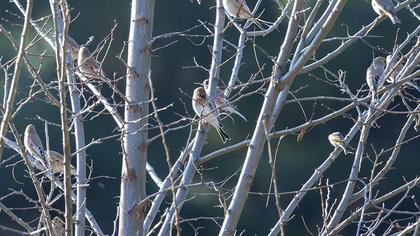 Desert Finch