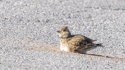 Calandra Lark