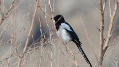 Eurasian Magpie