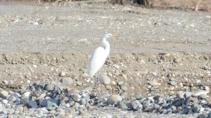 Great Egret