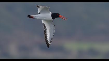 Eurasian Oystercatcher