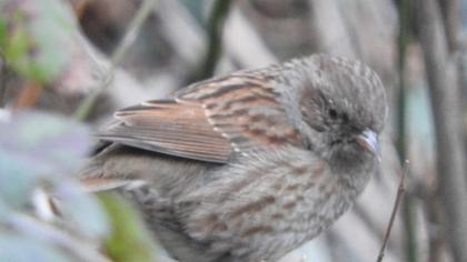 Dunnock