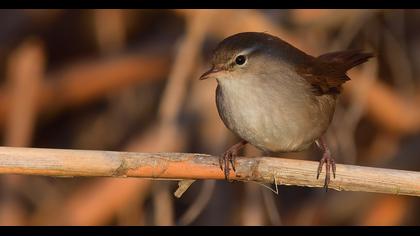 Cetti`s Warbler