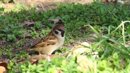 Eurasian Tree Sparrow