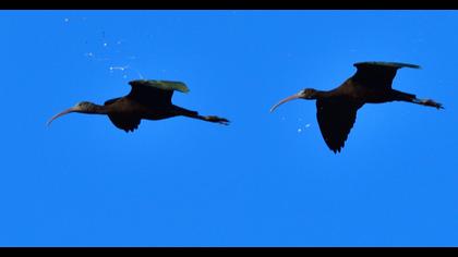 Glossy Ibis