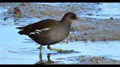Common Moorhen