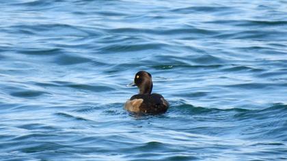 Tufted Duck