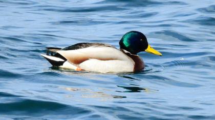 Mallard