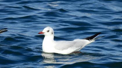 Black-headed Gull