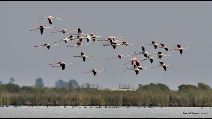 Greater Flamingo
