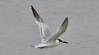 Sandwich Tern