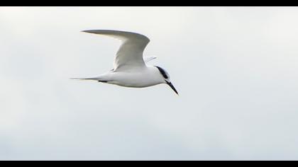 Sandwich Tern
