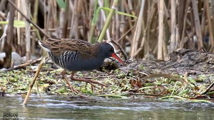 Water Rail