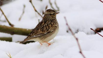 Woodlark