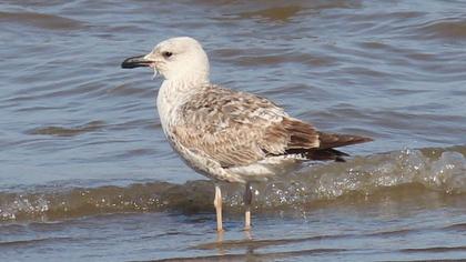 Yellow-legged Gull