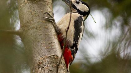 Great Spotted Woodpecker