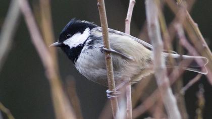 Coal Tit