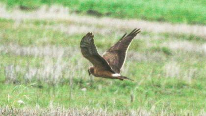 Pallid Harrier