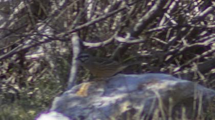 Rock Bunting