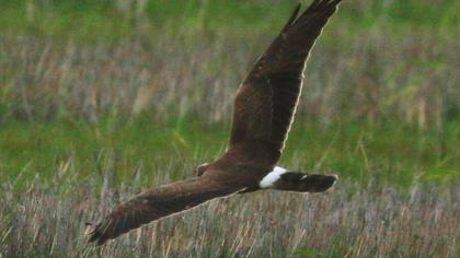 Pallid Harrier