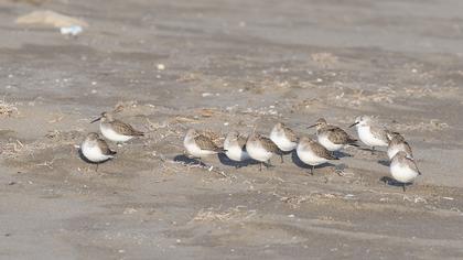Sanderling