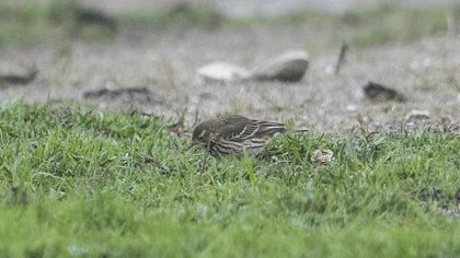 Buff-bellied Pipit