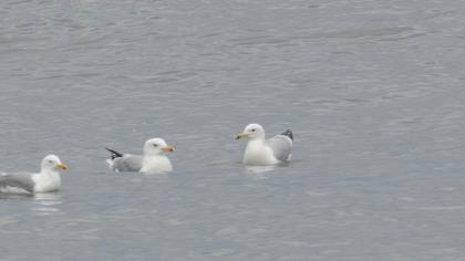 Caspian Gull