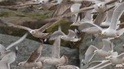 Küçük gümüş martı