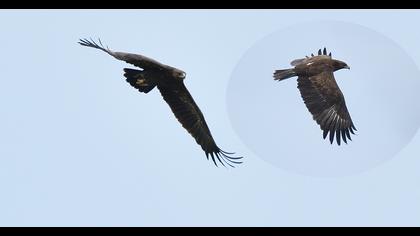 Büyük orman kartalı