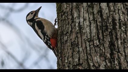 Orman alaca ağaçkakanı