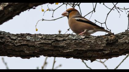 Hawfinch