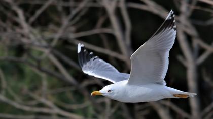 Yellow-legged Gull