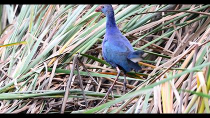 Purple Swamphen