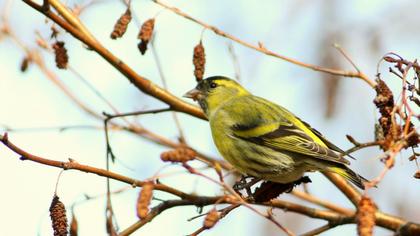 Eurasian Siskin