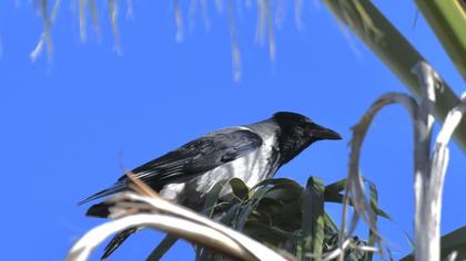 Hooded Crow