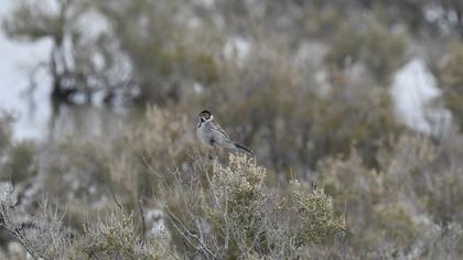 Common Reed Bunting