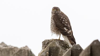 Eurasian Sparrowhawk