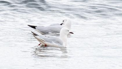 Slender-billed Gull