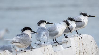 Sandwich Tern