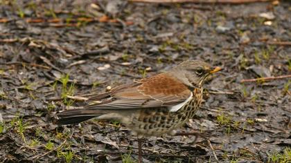 Fieldfare