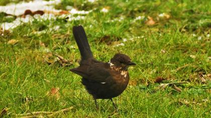 Ring Ouzel