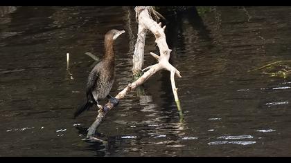 Pygmy Cormorant