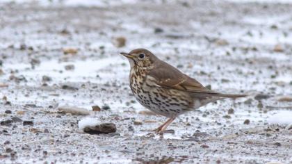 Song Thrush
