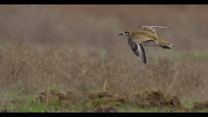 European Golden Plover